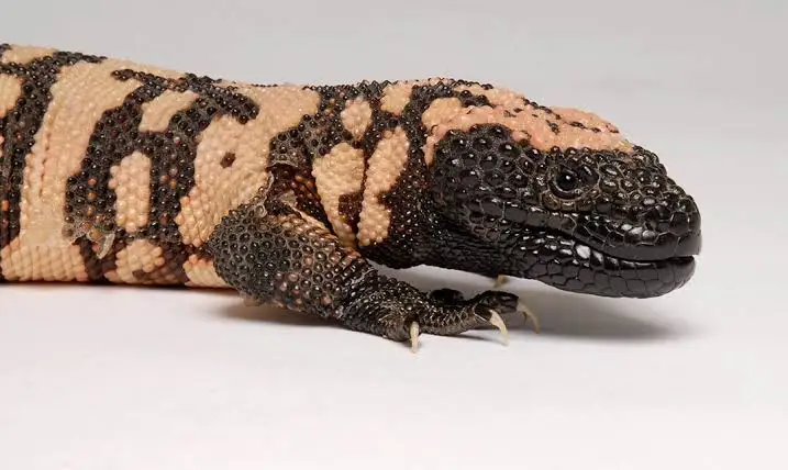 Gila Monster photo